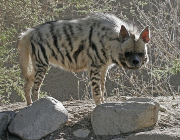 Photo #475336 from Eight Sexy Animals With The Sexiest Post-Baby Bodies